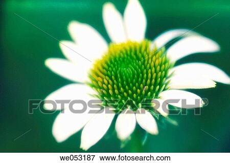 White Coneflower. Echinacea hybrid. July 2006. Maryland, USA View Large Photo Image Stock Photo - White Coneflower. Echinacea hybrid. July 2006. Maryland, USA. Fotosearch