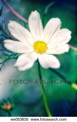 White Cosmos Flower. Cosmos bipinnatus. June 2006. Maryland, USA View Large Photo Image Stock Photography - White Cosmos Flower. Cosmos bipinnatus. June 2006. Maryland, USA. Fotosearch