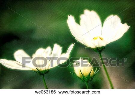 White Cosmos Flower Family. Cosmos bipinnatus. July 2006. Maryland, USA View Large Photo Image Stock Photograph - White Cosmos Flower Family. Cosmos bipinnatus. July 2006. Maryland, USA. Fotosearch