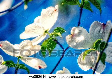 White Dogwood. Cornus florida. May 2005. Maryland, USA View Large Photo Image Stock Photograph - White Dogwood. Cornus florida. May 2005. Maryland, USA. Fotosearch