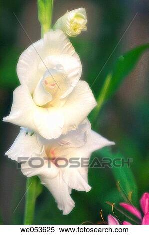 White Gladiolus. Gladiolus hybrid. July 2005. Maryland, USA View Large Photo Image Stock Photography - White Gladiolus. Gladiolus hybrid. July 2005. Maryland, USA. Fotosearch