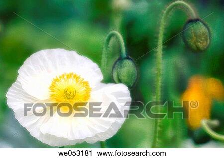 Stock Image - White Icelandic poppy, Iceland Poppy. Papaver nudicaule. Maryland, USA. Fotosearch