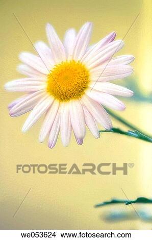 White Marguerite Daisy. Argyranthemum frutescens. Maryland, USA View Large Photo Image Picture - White Marguerite Daisy. Argyranthemum frutescens. Maryland, USA. Fotosearch