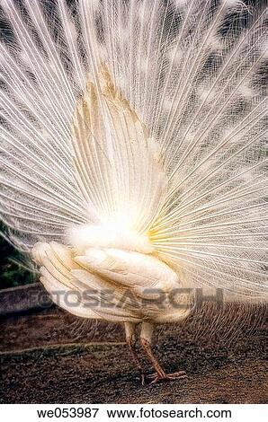 White Peacock. Pavo cristatus. March 2006. South Carolina, USA View Large Photo Image Stock Photo - White Peacock. Pavo cristatus. March 2006. South Carolina, USA. Fotosearch