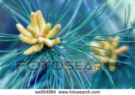Picture - White Pine. Pinus strobus. April 2004. Maryland, USA. Fotosearch