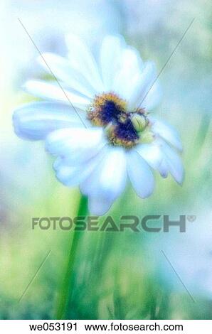 White Swan River Daisy. Brachycome iberidifolia. July 2006. Maryland, USA View Large Photo Image Stock Image - White Swan River Daisy. Brachycome iberidifolia. July 2006. Maryland, USA. Fotosearch