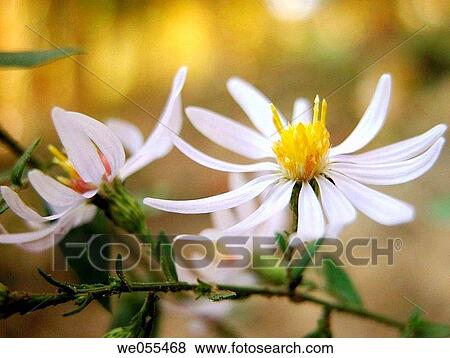 Wild Asters (Aster sp. ) View Large Photo Image Stock Photo - Wild Asters (Aster sp. ). Fotosearch