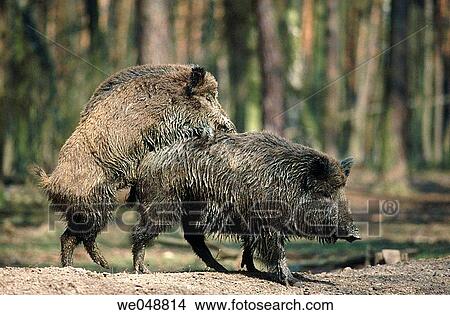 Wild boar (Sus scrofa) mating. Germany View Large Photo Image Picture - Wild boar (Sus scrofa) mating. Germany. Fotosearch