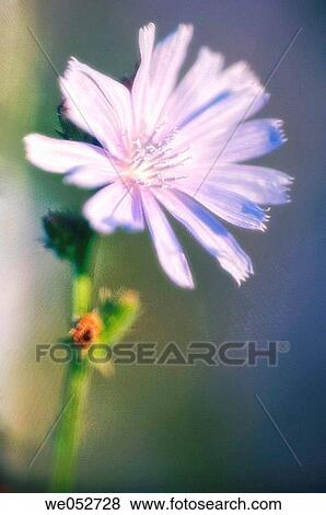 Wild Chicory. Cichorium intybus. July 2006. Maryland, USA View Large Photo Image Stock Photo - Wild Chicory. Cichorium intybus. July 2006. Maryland, USA. Fotosearch