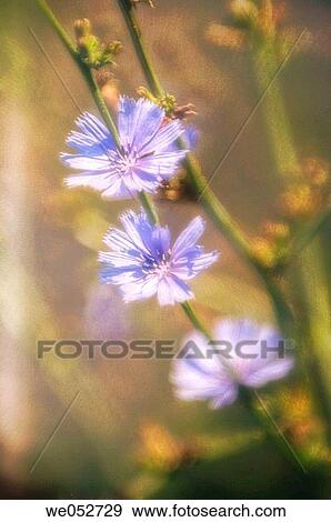 Wild Chicory. Cichorium intybus. July 2006. Maryland, USA View Large Photo Image Stock Photo - Wild Chicory. Cichorium intybus. July 2006. Maryland, USA. Fotosearch