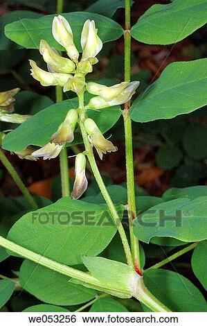 Stock Photograph - Wild Liquorice (Astragalus glycyphyllos). Fotosearch