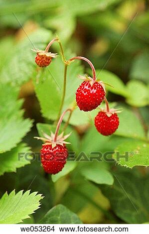 Wild Strawberry (Fragaria vesca) View Large Photo Image Picture - Wild Strawberry (Fragaria vesca). Fotosearch