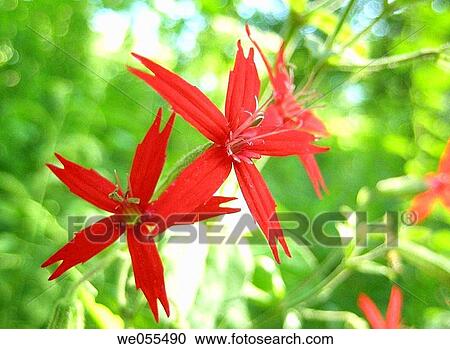 Stock Image - Wildflowers _ Fire pink (Silene viginica). Fotosearch