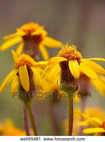 Wildflowers View Large Photo Image Stock Image - Wildflowers. Fotosearch