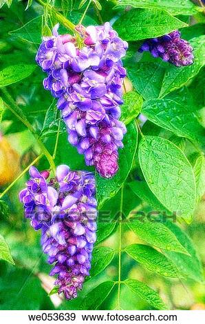 Wisteria Blossom. Wisteria sinensis. May 2005. Maryland, USA View Large Photo Image Stock Photo - Wisteria Blossom. Wisteria sinensis. May 2005. Maryland, USA. Fotosearch