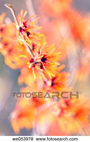 Witch Hazel. Hamamelis intermedia. February 2006. Maryland, USA View Large Photo Image Stock Photo - Witch Hazel. Hamamelis intermedia. February 2006. Maryland, USA. Fotosearch