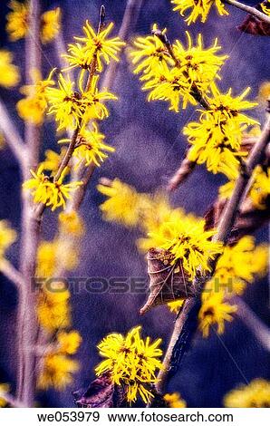 Witch Hazel. Hamamelis intermedia. February 2006. Maryland, USA View Large Photo Image Stock Photo - Witch Hazel. Hamamelis intermedia. February 2006. Maryland, USA. Fotosearch
