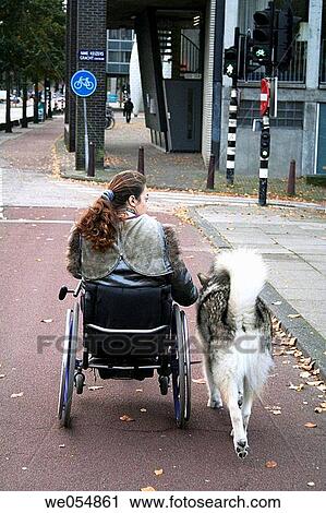 Women in wheelchair with husky dog. Amsterdam, Holland, Netherlands View Large Photo Image Stock Image - Women in wheelchair with husky dog. Amsterdam, Holland, Netherlands. Fotosearch