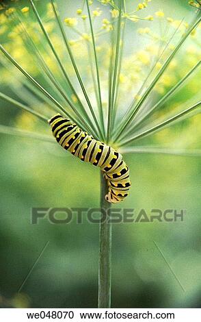 Stock Image - Worm on dill plant. Fotosearch