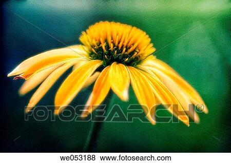 Yellow Coneflower. Echinacea hybrid. July 2006. Maryland, USA View Large Photo Image Stock Photo - Yellow Coneflower. Echinacea hybrid. July 2006. Maryland, USA. Fotosearch