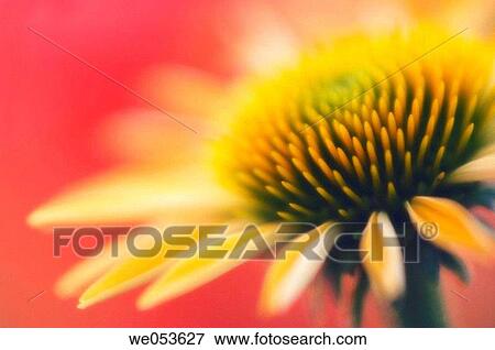Yellow Coneflower. Echinacea hybrid. July 2006. Maryland, USA View Large Photo Image Stock Photo - Yellow Coneflower. Echinacea hybrid. July 2006. Maryland, USA. Fotosearch