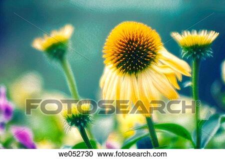 Yellow Coneflowers. Echinacea paradoxa. July 2006. Maryland, USA View Large Photo Image Stock Image - Yellow Coneflowers. Echinacea paradoxa. July 2006. Maryland, USA. Fotosearch