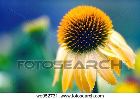 Yellow Coneflowers. Echinacea paradoxa. July 2006. Maryland, USA View Large Photo Image Stock Image - Yellow Coneflowers. Echinacea paradoxa. July 2006. Maryland, USA. Fotosearch