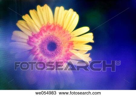 Yellow Gerbera. Transvaal Daisy. Gerbera jamesonii. December 2004. Maryland, USA View Large Photo Image Stock Image - Yellow Gerbera. Transvaal Daisy. Gerbera jamesonii. December 2004. Maryland, USA. Fotosearch