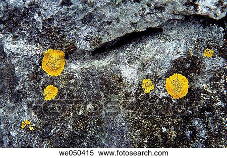 Yellow lichen on rock at Candina massif. Cantabria, Spain View Large Photo Image Stock Photography - Yellow lichen on rock at Candina massif. Cantabria, Spain. Fotosearch