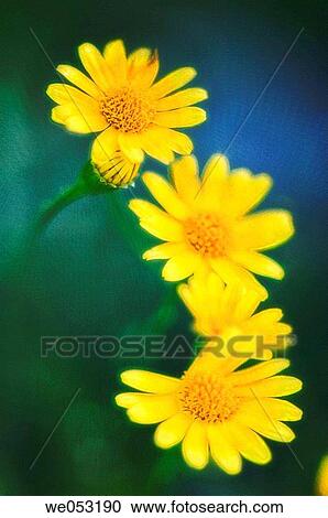 Yellow Marguerite Daisies. Argyranthemum frutescens. July 2006. Maryland, USA View Large Photo Image Stock Image - Yellow Marguerite Daisies. Argyranthemum frutescens. July 2006. Maryland, USA. Fotosearch