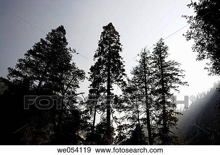 Yosemite National Park. California, USA View Large Photo Image Stock Photo - Yosemite National Park. California, USA. Fotosearch