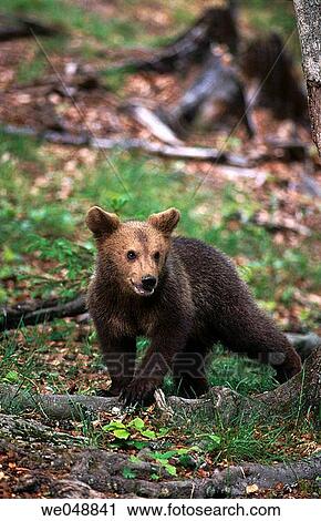 Young Brown Bear (Ursus arctos) View Large Photo Image Stock Image - Young Brown Bear (Ursus arctos). Fotosearch