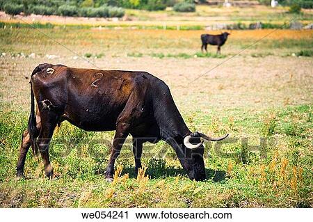 Stock Image - Young cow grazing. Fotosearch