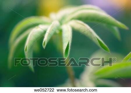 Young Lupin Leaf. Lupinus x regalis. June 2006. Maryland, USA View Large Photo Image Stock Image - Young Lupin Leaf. Lupinus x regalis. June 2006. Maryland, USA. Fotosearch