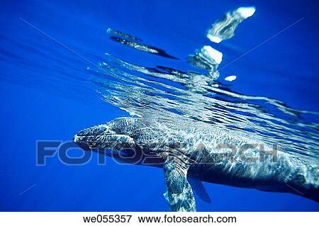 Stock Photo - A curious newborn humpback whale calf Megaptera novaeangliae approaches the boat in the AuAu Channel, Maui, Hawaii, USA Pacific Ocean This calf was born in early December, one of the first calves of the season. Fotosearch