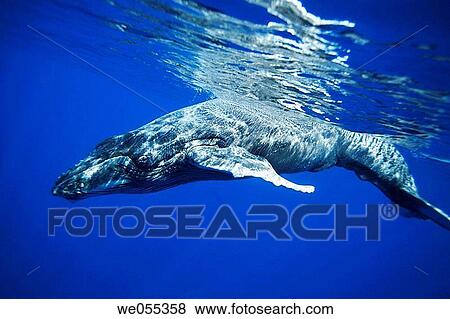 A curious newborn humpback whale calf Megaptera novaeangliae approaches the boat in the AuAu Channel, Maui, Hawaii, USA Pacific Ocean This calf was born in early December, one of the first calves of the season View Large Photo Image Stock Photo - A curious newborn humpback whale calf Megaptera novaeangliae approaches the boat in the AuAu Channel, Maui, Hawaii, USA Pacific Ocean This calf was born in early December, one of the first calves of the season. Fotosearch
