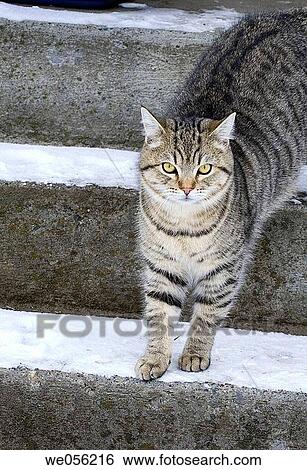A half Ragdoll domestic cat in the snow outdoors. View Large Photo Image Stock Photograph - A half Ragdoll domestic cat in the snow outdoors.. Fotosearch