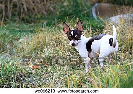 A male Chihuahua outdoors. View Large Photo Image Stock Image - A male Chihuahua outdoors.. Fotosearch