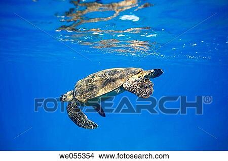 Adult green sea turtle Chelonia mydas diving after coming to the surface to breath near Mala Wharf, Maui, Hawaii, USA Pacific Ocean View Large Photo Image Picture - Adult green sea turtle Chelonia mydas diving after coming to the surface to breath near Mala Wharf, Maui, Hawaii, USA Pacific Ocean. Fotosearch