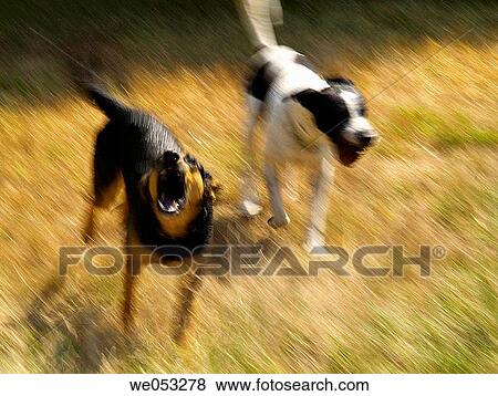 aggressiveness, blurred motion, barking, animal, aggressive View Large Photo Image Stock Photo - aggressiveness, blurred motion, barking, animal, aggressive. Fotosearch