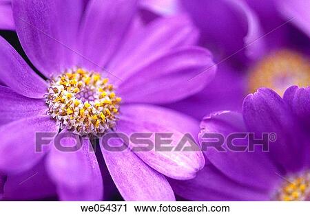 Stock Image - Anemone (Anemone blanda), Keukenhof gardens. Lisse, Netherlands. Fotosearch