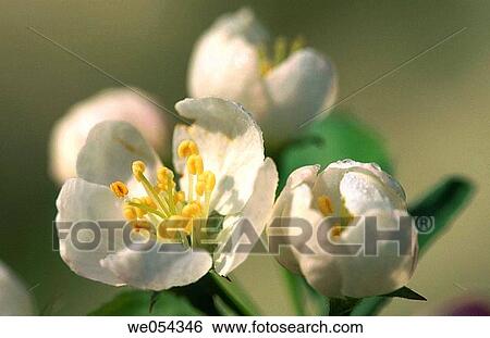 Apple tree blossoms View Large Photo Image Stock Photograph - Apple tree blossoms. Fotosearch