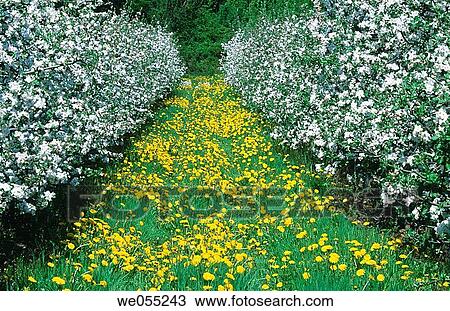 Stock Image - Apple-tree (plantation) at blossom. Rhine valley. Badische whine street. Baden-Wurttemberg. Germany. Fotosearch