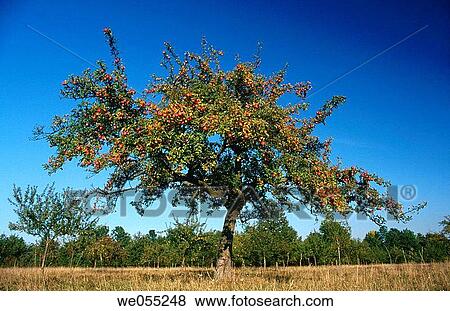 Apple tree with apples. Bavaria. Germany View Large Photo Image Stock Photo - Apple tree with apples. Bavaria. Germany. Fotosearch