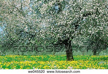 Apple tree with dandelion. Germany View Large Photo Image Stock Image - Apple tree with dandelion. Germany. Fotosearch