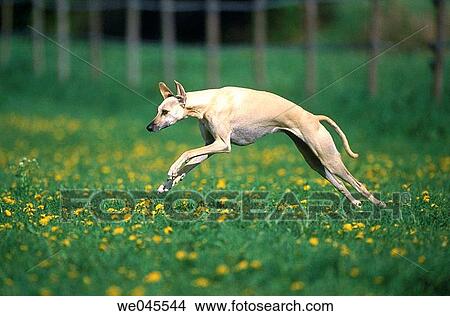 Aragian Greyhound View Large Photo Image Picture - Aragian Greyhound. Fotosearch