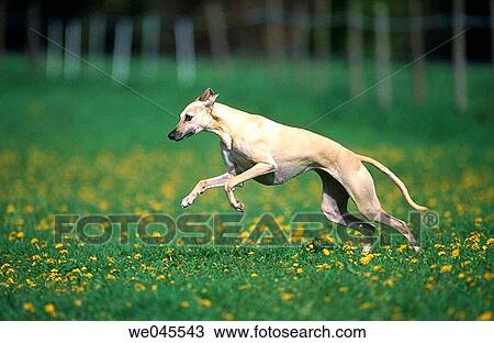 Aragian Greyhound View Large Photo Image Stock Image - Aragian Greyhound. Fotosearch