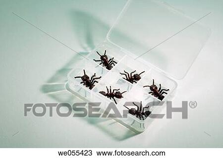 Artificial Ants in Plastic Container View Large Photo Image Stock Image - Artificial Ants in Plastic Container. Fotosearch