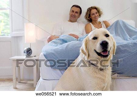 at-home, bedroom, bed, baby boomer, animal View Large Photo Image Stock Image - at-home, bedroom, bed, baby boomer, animal. Fotosearch