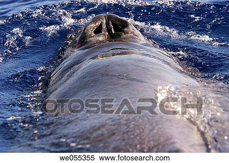Balaenoptera, blooded, cetacea, cetacean, Hawaii View Large Photo Image Stock Photography - Balaenoptera, blooded, cetacea, cetacean, Hawaii. Fotosearch